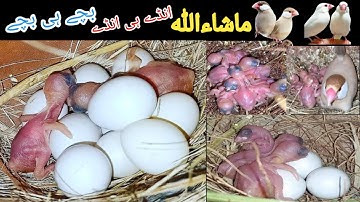 Java sparrow Breeding Progress | Java Finch Breeding results | Succesful Breeding aviary of Java