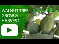 Walnut tree - grow & harvest nuts