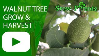 Walnut tree - grow & harvest nuts