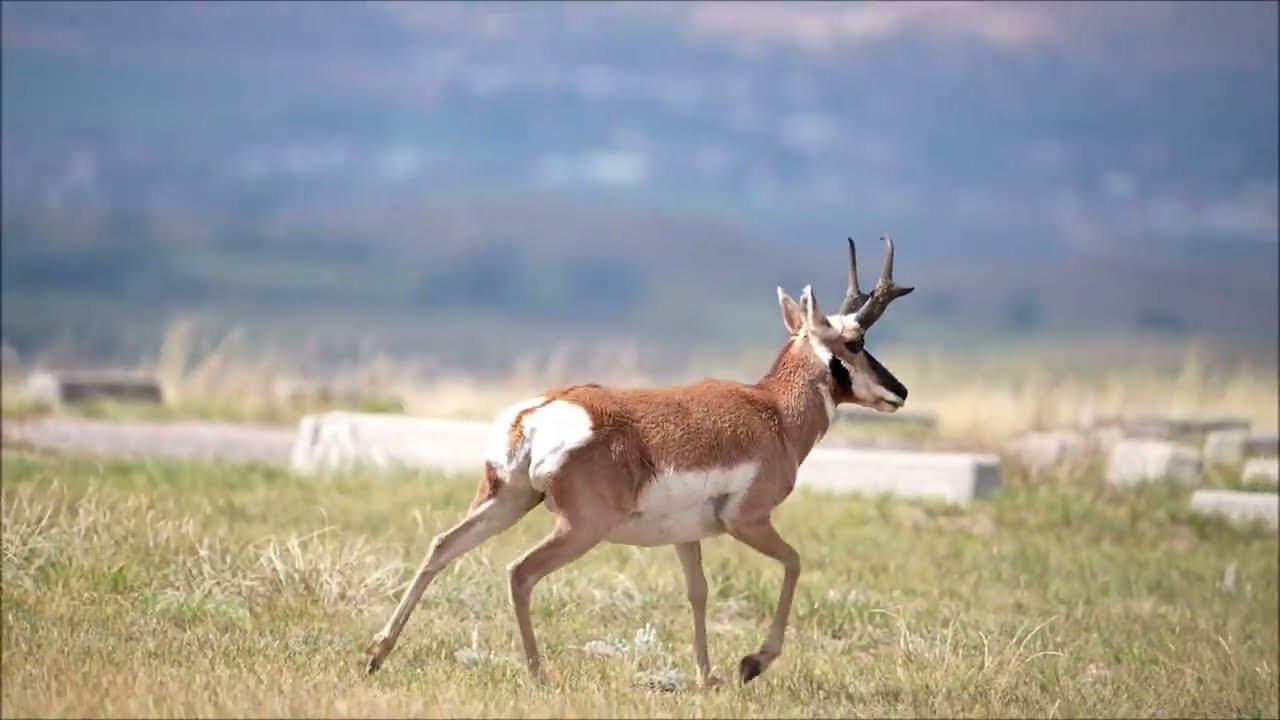 El Berrendo, una especie en peligro de extinción