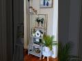 Friday Morning Routine Homemaker On A Budget Vlog Morningroutine Diy Lowincome Friday Morning Routine Homemaker On A Budget Vlog Morningroutine Diy Lowincome