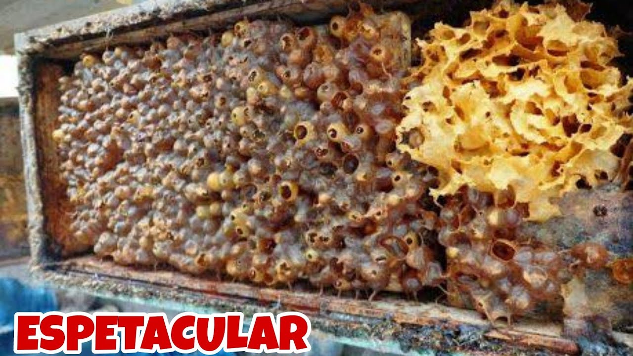 FUI colher o MEL da ABELHA JATAI (OLHA QUE COISA MAGNÍFICA)