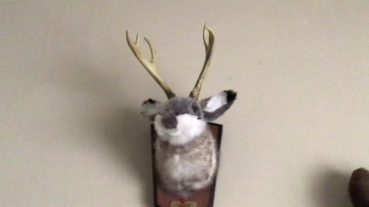 Jake The Singing Jackalope (Reupload) - YouTube