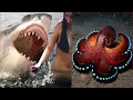Catching Seafood 🦀🐙 ASMR Relaxing (Catch Shark , Catch Fish ,Deep Sea Monster ) - Tik Tok #157