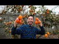 Shopping For Bareroot Fruit Trees - YouTube