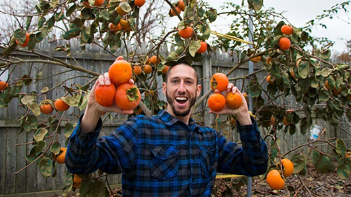 My Secret RARE Fruit Tree, PERSIMMONS!! - DayDayNews