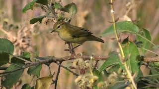 Пеночка весничка Phylloscopus trochilus