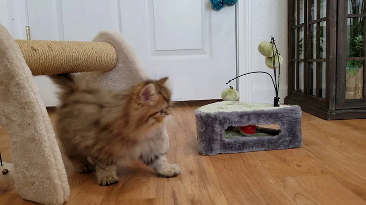 Video 11236721: persian kitten playing