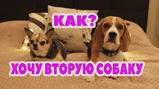 КАК УГОВОРИТЬ РОДИТЕЛЕЙ НА 2 СОБАКУ!? ЛИЧНЫЙ ОПЫТ! КАК УГОВОРИТЬ РОДИТЕЛЕЙ НА 2 СОБАКУ!? ЛИЧНЫЙ ОПЫТ!