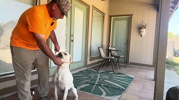 Waylon Force Fetch #2