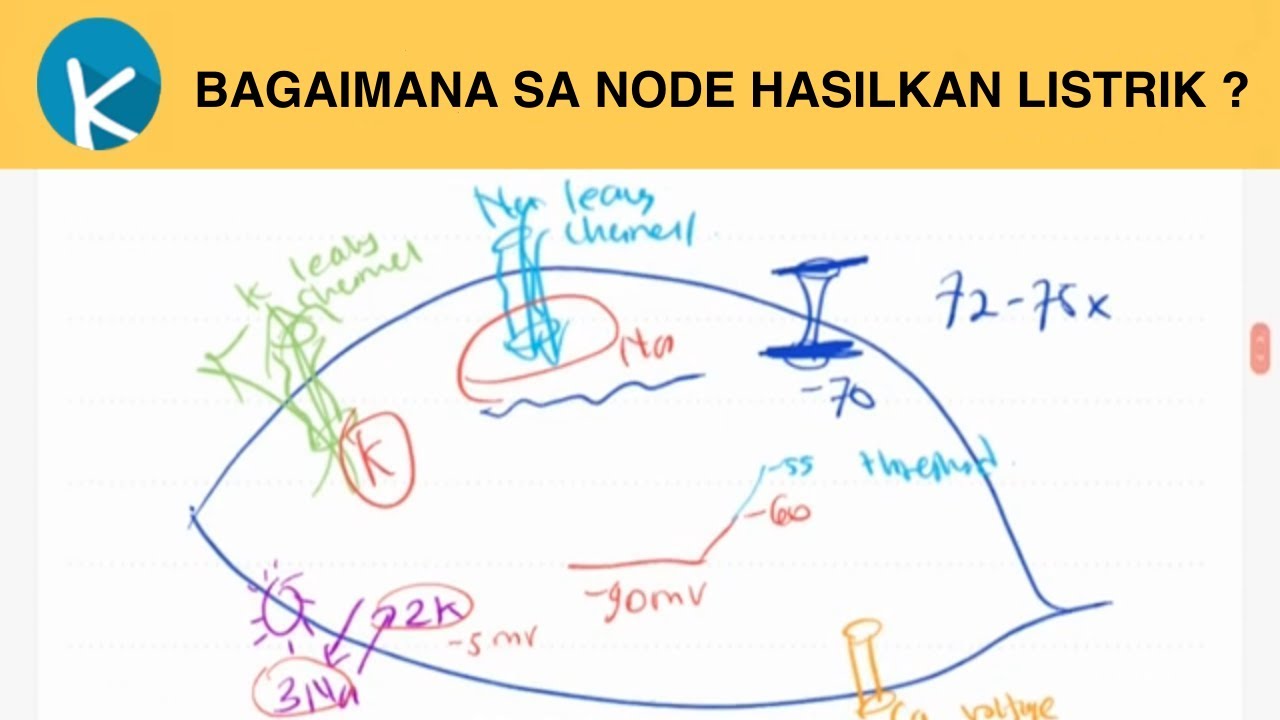 SA Node Penghasil Listrik Jantung  - Fisiologi Kelistrikan Jantung (3/5)
