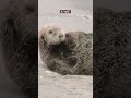 Otter-ly amazing #SeaOtterAwarenessWeek | San Diego Zoo Wildlife Alliance #shorts