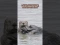 Otter-ly amazing #SeaOtterAwarenessWeek | San Diego Zoo Wildlife Alliance #shorts