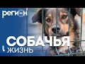 Регион LIFE | Собачья жизнь | ОТС LIVE — прямая трансляция