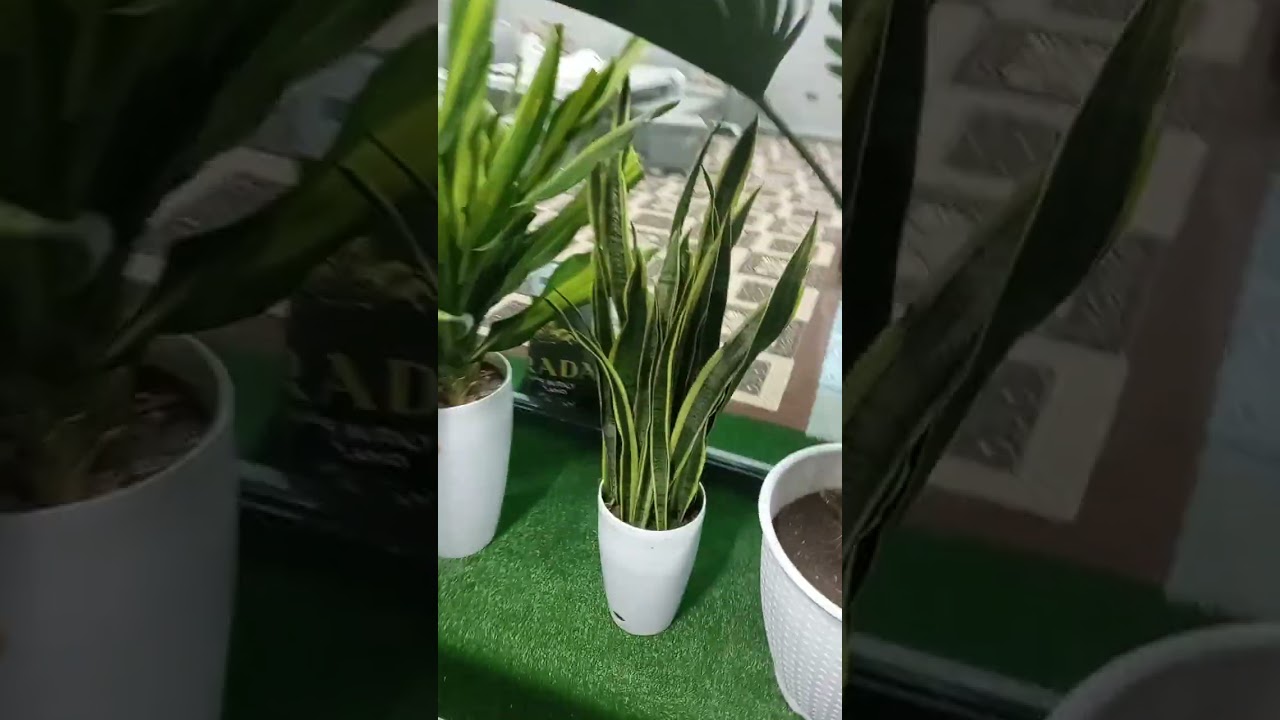 Андижон Гуллар Олами 993281059 Гуллар парвариши