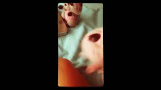 Ty beanie boo nieuw liedje waterdieren