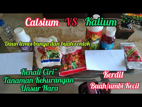 Pupuk Kalium VS Calsium,Fungsi Manfaat Buat Semua Jenis Tanaman-Pupuk K Dan Pupuk Ca.
