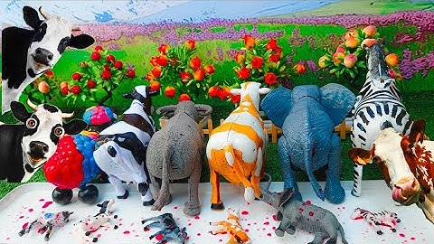  Wadidau Proses Potong Sapi Kurban, Simulasi Sapi Melahirkan, Sapi moo, Cow Videos