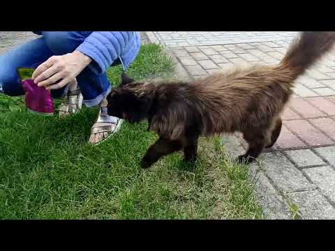 Video: Benamių šunys