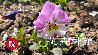【彬彬有院】花 •145一年生花卉种植