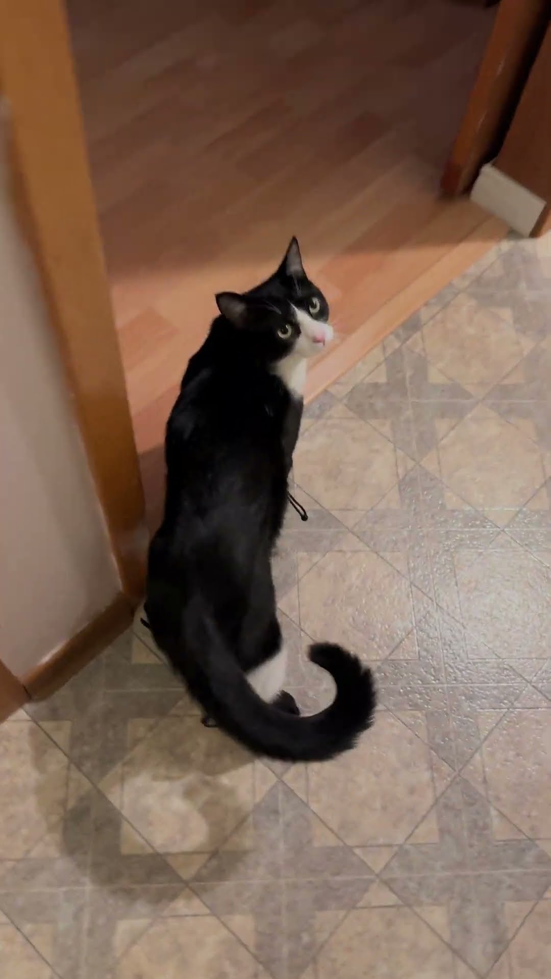 Cat vs. Snow Boots || ViralHog