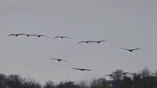 Cranes fly in to their overnight sanctuary 'Puydarrieux' in slow motion