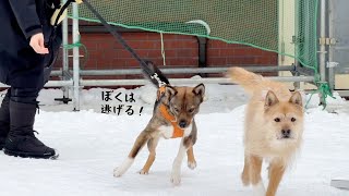 レッスン中、全力で逃げ出そうとするチャーリー