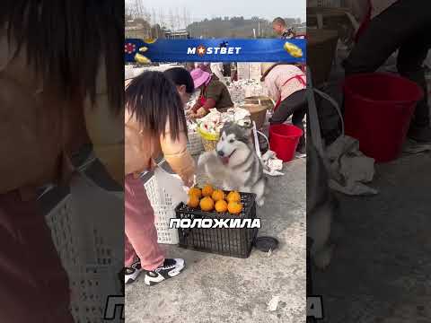 Милый пёсик-продавец🥺 #обзор #шортс #фильм