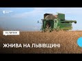 На Львівщині почалися жнива: збирають ранні зернові культури