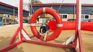 СМЕШНЫЕ КОТЫ Смешные собачки Приколы с котятами - Сочные приколы (2019) МатроскинТВ СМЕШНЫЕ КОТЫ Смешные собачки Приколы с котятами - Сочные приколы (2019) МатроскинТВ