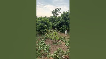 bds tân quang, lục ngạn, bắc giang(3)