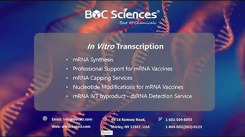 In Vitro Transcription - mRNA Synthesis by In Vitro Transcription - mRNA Synthesis - BOC Sciences