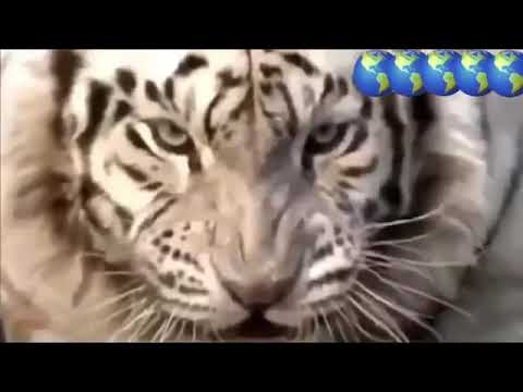 Pertarungan hewan  buas  alam liar  YouTube