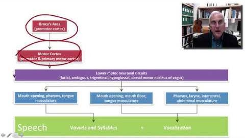 UMNC Emotional Motor System
