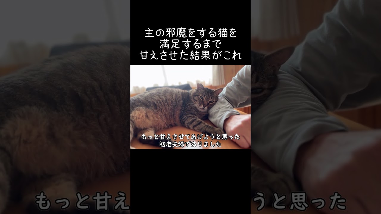 I let my clingy cat cuddle until he was satisfied, and this is