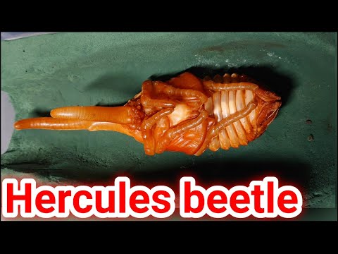 Video: Coleopteran Lepironia Ir Bīstams Kaitēklis