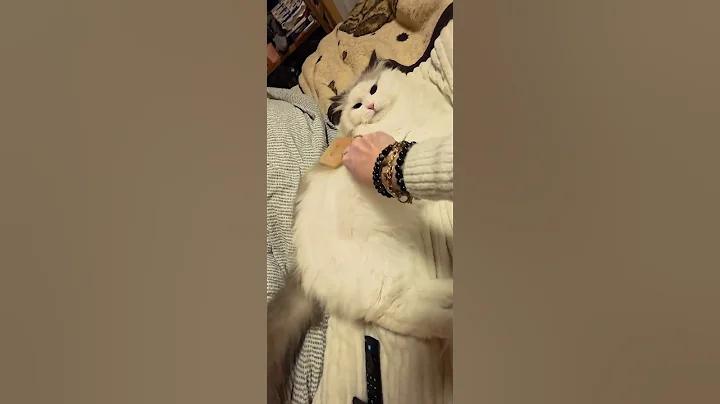 Video 11847981: cat neva, cat cute play funny