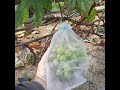 Виноград в Приморском Крае! Чтобы вызрела лоза и ягода🍇👆 на 100% О.Г. Сегодня 08.10. 2023г.