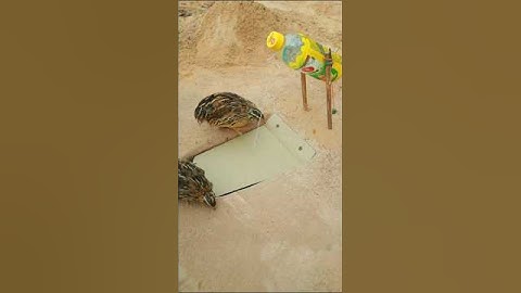 Creative Unique Bird Trap In Jungle #shorts #shortvideo #youtubeshorts