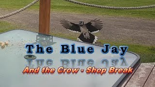 The Blue Jay & The Crow ~ Atlantic Canada Bird Watching