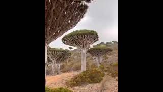 جزيرة سقطرى اليمنية ??Socotra Island, Yemen