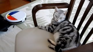 ヨレヨレになって帰ってきたお掃除ロボットを見て本気で心配してしまう優しい猫 -Cat's Worried About Nearly Died Robot Vacuum