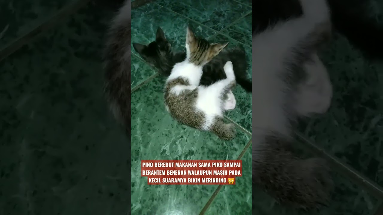 FIGHT OVER FOOD 😳