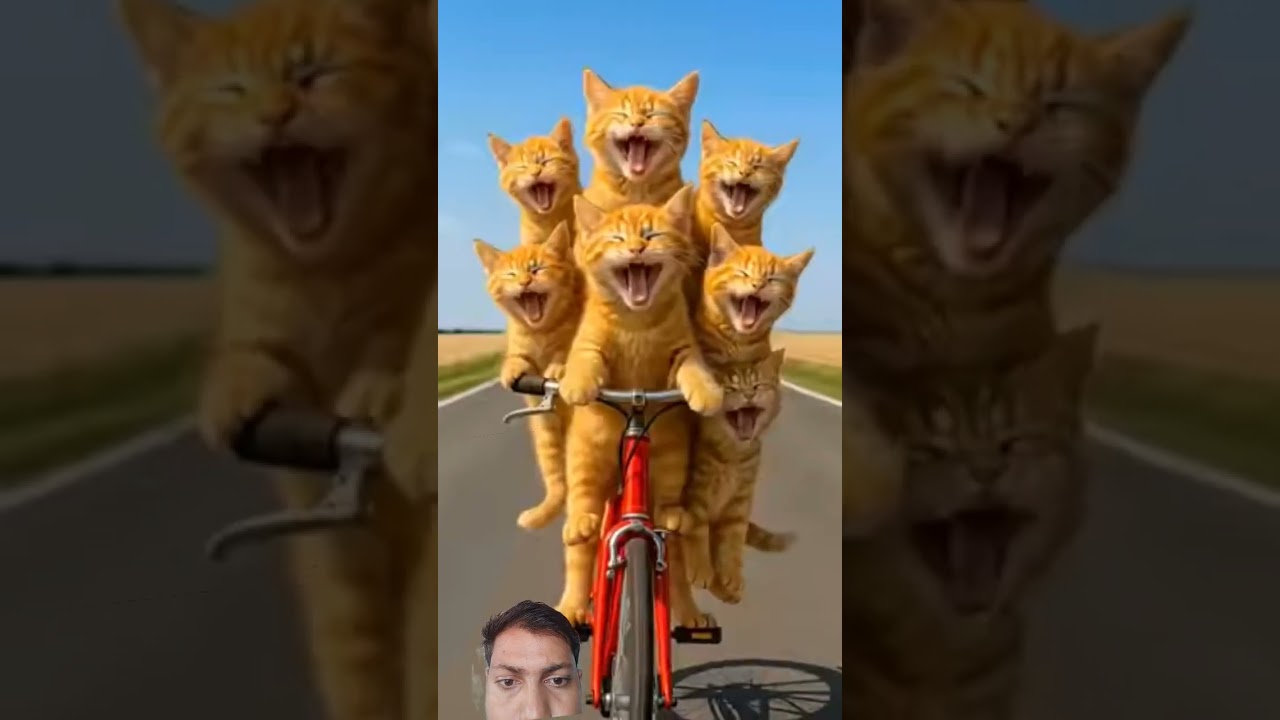 😹 Funniest Cat Comedy Video | बिल्ली की मस्ती और शरारतें 🐾 | Must Watch