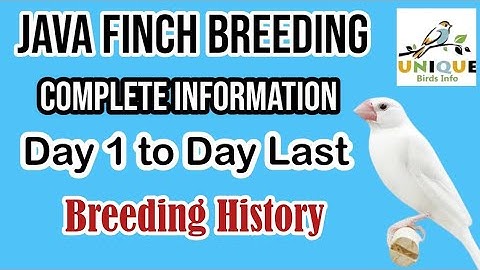 Java Finch Complet Information in Urdu & Hinidi 2025