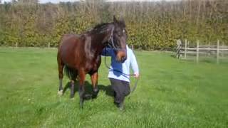 Horse Video 3)xvid