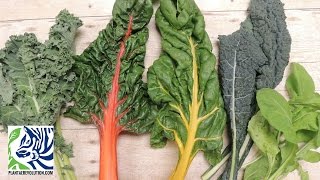DARK LEAFY GREENS: PROPERTIES AND BENEFITS | PR 275