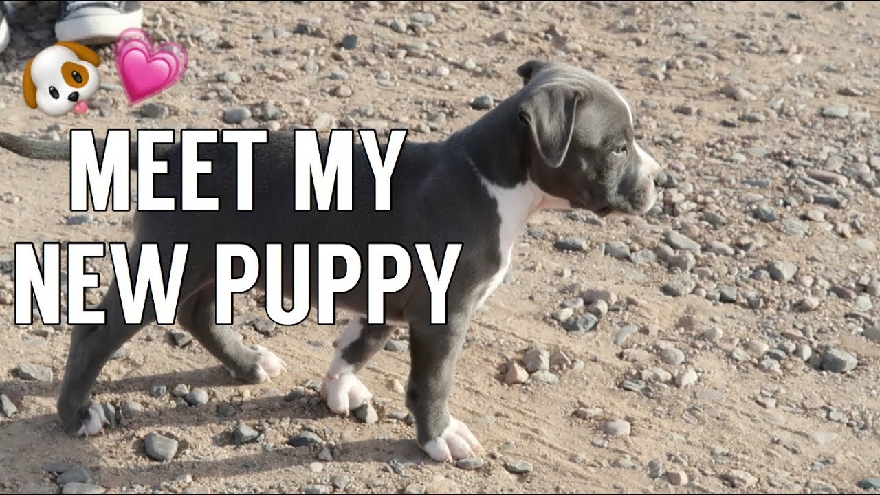 meet-my-new-puppy-youtube