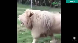 Vídeo De Um Leão Com Gemido Do Whatsapp