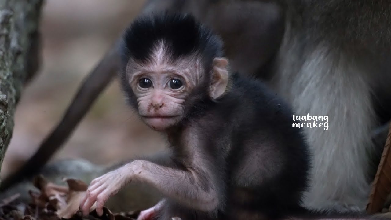 Обезьянка плачет рядом с матерью